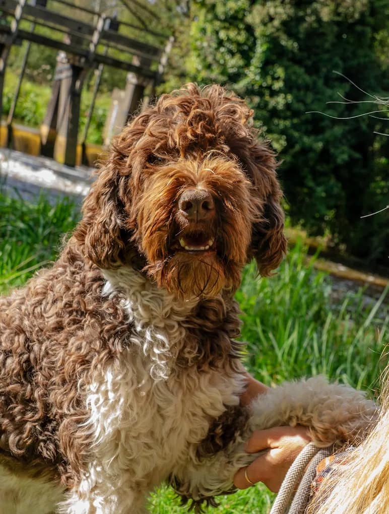 Huisdier fotoshoot