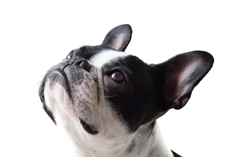 Huisdier fotoshoot