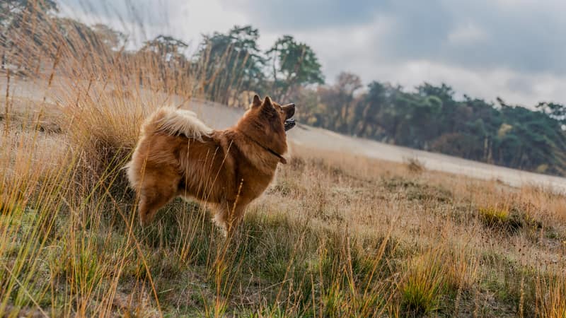 Huisdier fotoshoot