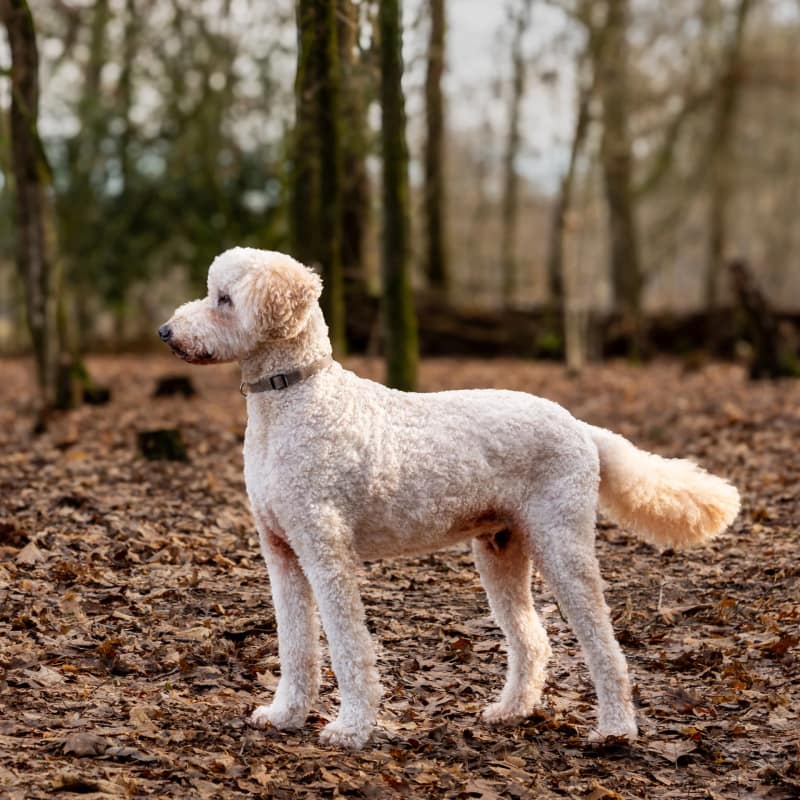 Huisdier fotoshoot