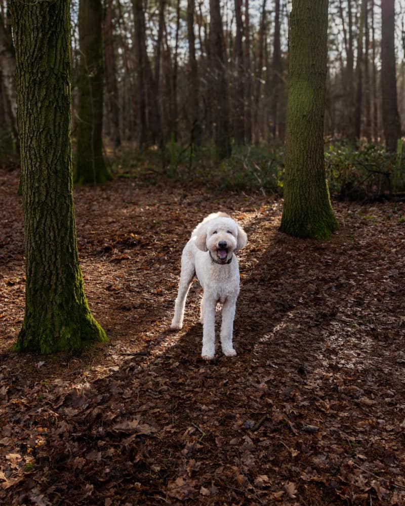 Huisdier fotoshoot