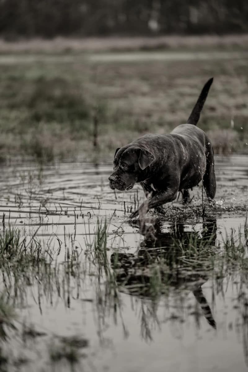 Huisdier fotoshoot