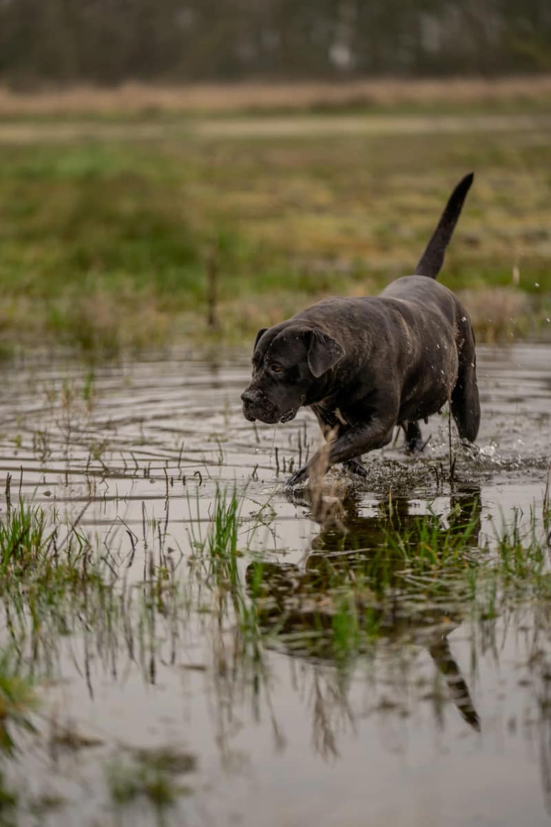 Huisdier fotoshoot