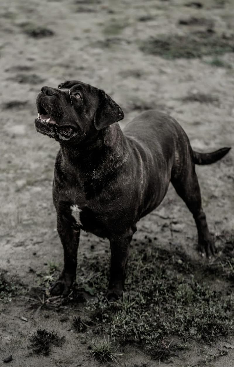 Huisdier fotoshoot