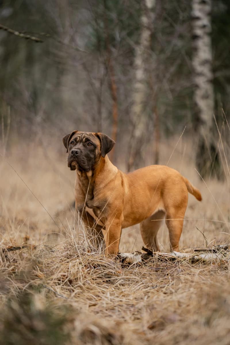 Huisdier fotoshoot