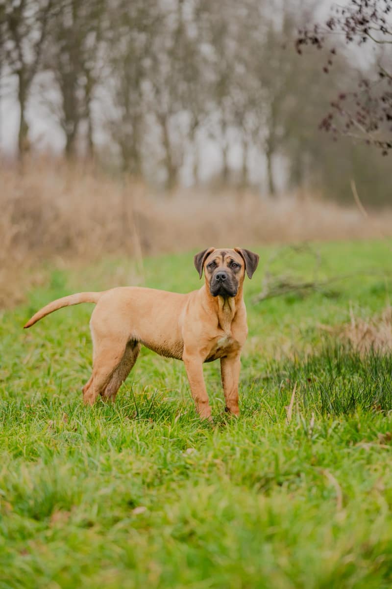 Huisdier fotoshoot