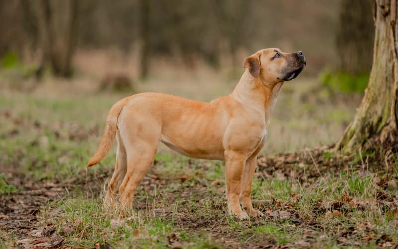 Huisdier fotoshoot