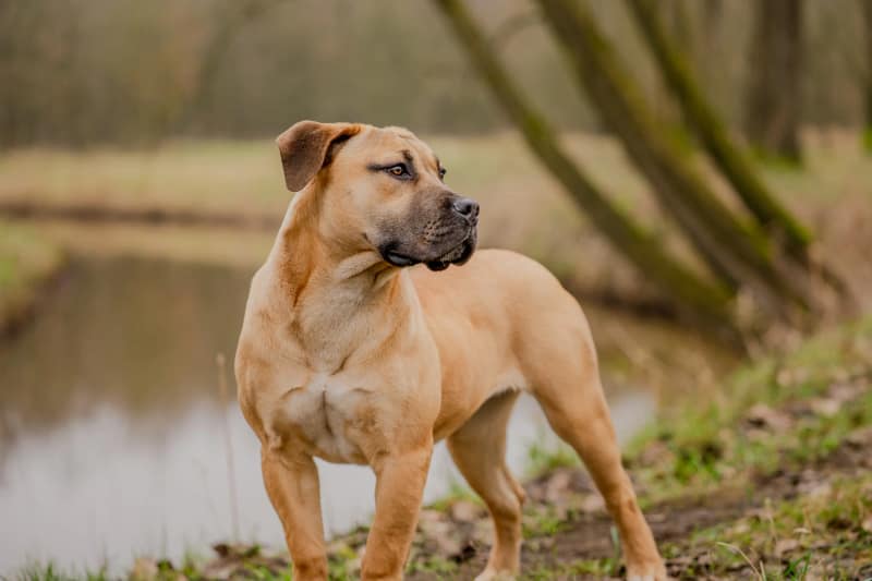 Huisdier fotoshoot
