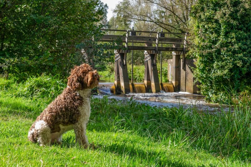 Huisdier fotoshoot