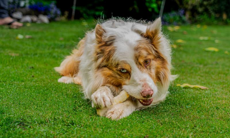 Huisdier fotoshoot