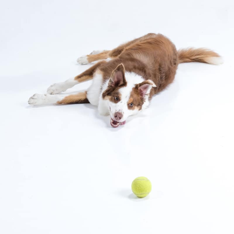 Huisdier fotoshoot