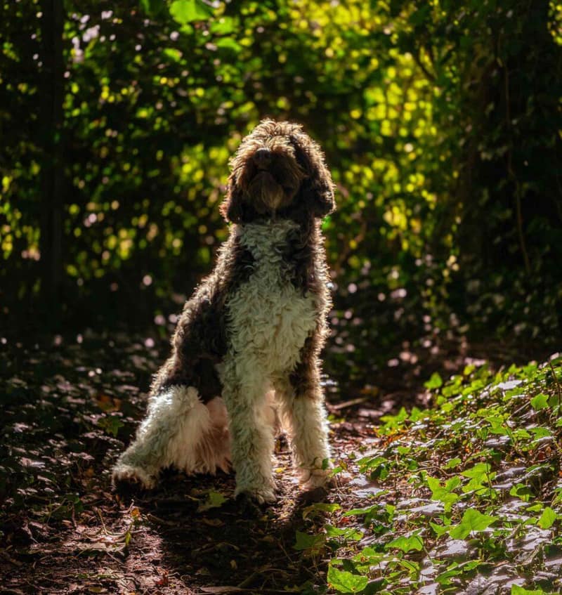 Huisdier fotoshoot