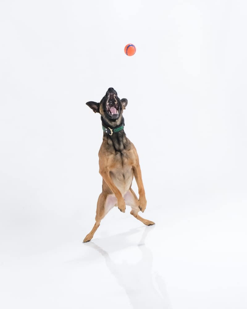 Huisdier fotoshoot