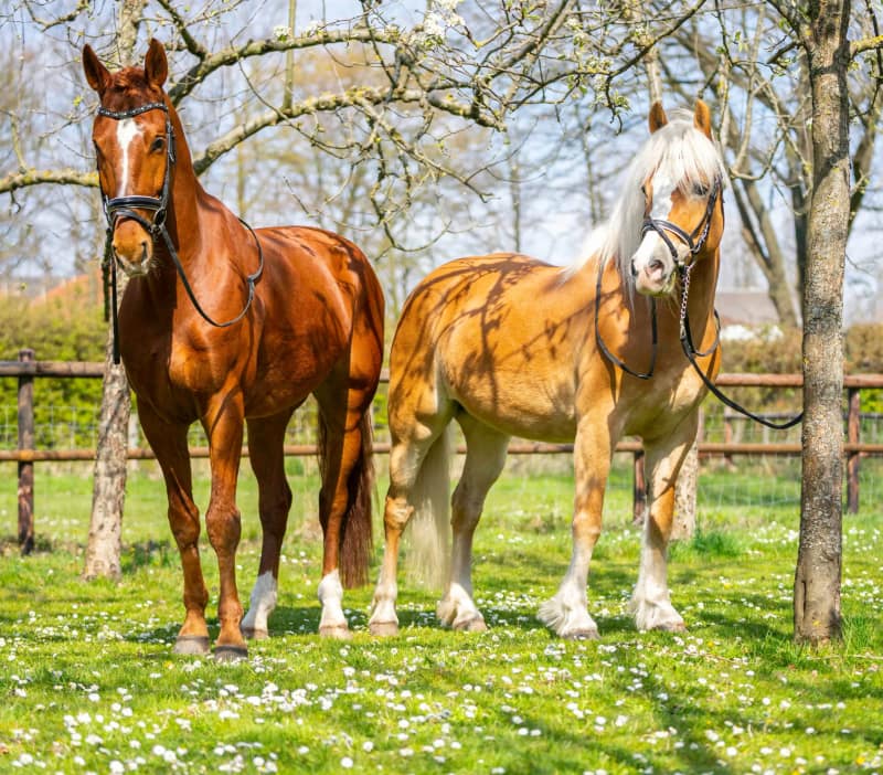 Huisdier fotoshoot